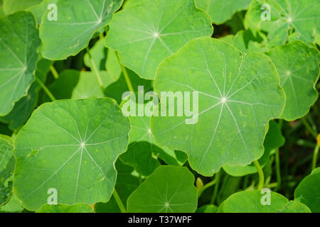 Immagine ravvicinata di Tropaeolum majus di foglie a Los Angeles in California Foto Stock
