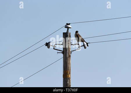 Swainson's Hawk in appollaiato su un polo utilità contro il cielo blu Foto Stock