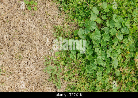 Immagine ravvicinata di malva comune lascia sul terreno al tempio City, California Foto Stock
