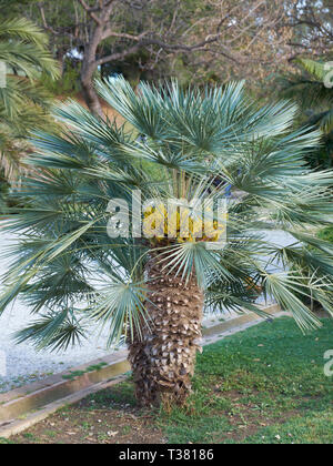 Chamaerops humilis Cerifera - blu mediterraneo fan di palma. Parque de La Paloma. Benalmádena, Málaga, Spagna. Foto Stock