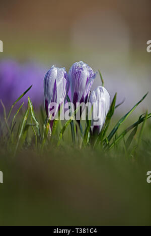 3 Poco bianco a strisce Viola di crochi Foto Stock