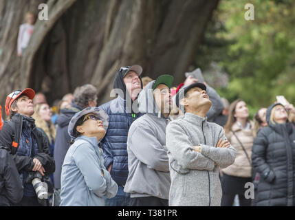Christchurch, Canterbury, Nuova Zelanda. 7 apr, 2019. Spettatori gru il loro collo per assistere i partecipanti nella regione Asia-Pacifico Tree Climbing Master sfida campionati in Christchurch Botanic Gardens. I concorrenti vie in una serie di test di agilità, velocità e abilità. Credito: PJ Heller/ZUMA filo/Alamy Live News Foto Stock