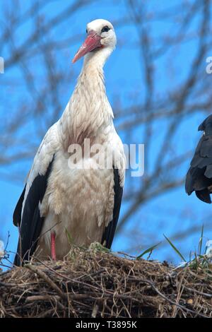 Bergenhusen, Deutschland. 06 apr, 2019. Una cicogna bianca (Ciconia ciconia), chiamato anche rattle stork, nel villaggio di Stork Bergenhusen Schleswig-Holstein. Nel Nord villaggio tedesco, non vi è una delle più grandi colonie di cicogna in Europa. Classe: Bird (Aves), Ordine: Schreitvogel (Ciconiformi), Famiglia: Cicogne (Ciconiidae), Genere: Vero Stork (Ciconia), specie: Cicogna Bianca | Utilizzo di credito in tutto il mondo: dpa/Alamy Live News Foto Stock