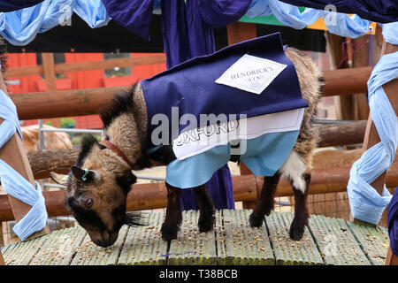 Londra, UK, UK. 7 apr, 2019. Il vincitore Hamish in rappresentanza di Oxford è visto sul podio dopo la Oxford vs Cambridge gara di capra nella zona est di Londra.Due capre pigmee competere nel corso del decimo Oxford e Cambridge gara di capra a Spitalfields City Farm, Bethnal Green nella zona est di Londra. L'annuale evento di beneficenza, che avviene contemporaneamente alla Oxford e Cambridge boat race, dove due capre, uno denominato Hamish in rappresentanza di Oxford e altri Hugo rappresentante di Cambridge per essere incoronato re Billy. Credito: Dinendra Haria/SOPA Immagini/ZUMA filo/Alamy Live News Foto Stock