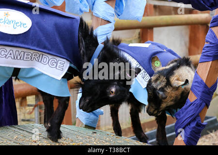 Londra, UK, UK. 7 apr, 2019. Il vincitore Hamish in rappresentanza di Oxford è visto con Hugo rappresentante di Cambridge sul podio durante la Oxford vs Cambridge gara di capra nella zona est di Londra.Due capre pigmee competere nel corso del decimo Oxford e Cambridge gara di capra a Spitalfields City Farm, Bethnal Green nella zona est di Londra. L'annuale evento di beneficenza, che avviene contemporaneamente alla Oxford e Cambridge boat race, dove due capre, uno denominato Hamish in rappresentanza di Oxford e altri Hugo rappresentante di Cambridge per essere incoronato re Billy. (Credito Immagine: © Dinendra Haria/SOPA immagini via ZUM Foto Stock