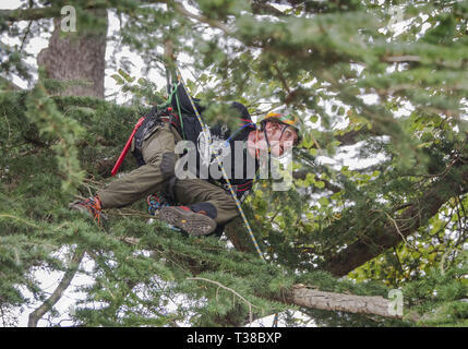 Christchurch, Canterbury, Nuova Zelanda. 7 apr, 2019. TERRY BOSTON di Darwin, in Australia, compete di Asia-Pacifico Tree Climbing Master sfida campionati in Christchurch Botanic Gardens. I concorrenti vie in una serie di test di agilità, velocità e abilità. Boston finito terzo nel concorso. Credito: PJ Heller/ZUMA filo/Alamy Live News Foto Stock