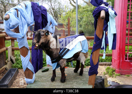 Londra, UK, UK. 7 apr, 2019. Il vincitore Hamish in rappresentanza di Oxford è visto sul podio dopo la Oxford vs Cambridge gara di capra nella zona est di Londra.Due capre pigmee competere nel corso del decimo Oxford e Cambridge gara di capra a Spitalfields City Farm, Bethnal Green nella zona est di Londra. L'annuale evento di beneficenza, che avviene contemporaneamente alla Oxford e Cambridge boat race, dove due capre, uno denominato Hamish in rappresentanza di Oxford e altri Hugo rappresentante di Cambridge per essere incoronato re Billy. Credito: Dinendra Haria/SOPA Immagini/ZUMA filo/Alamy Live News Foto Stock