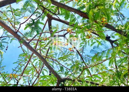 Frutta fresca e fiori freschi con maturazione marrone baccelli di Tamarindo e foglie verdi appeso sul ramo di albero Foto Stock