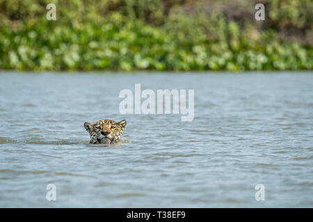 Jaguar Varcando il fiume, Panthera onca, Pantanal, Mato Grosso, Brasile Foto Stock
