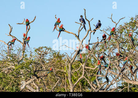 Rosso-verde Macaws appoggiata nella struttura ad albero, Ara chloropterus, Bonito, Mato Grosso do Sul, Brasile Foto Stock