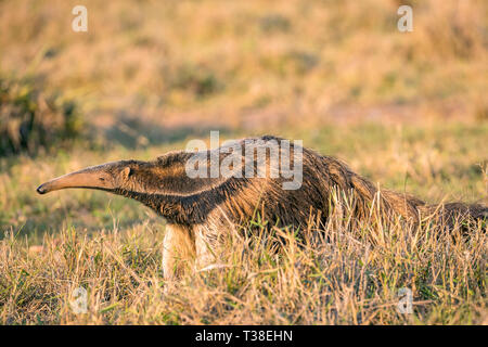 Anteater gigante, Myrmecophaga tridactyla, Bonito, Mato Grosso do Sul, Brasile Foto Stock