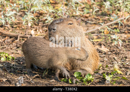 Capibara maschio con youg, Hydrochoerus hydrochaeris, Pantanal, Mato Grosso do Sul, Brasile Foto Stock