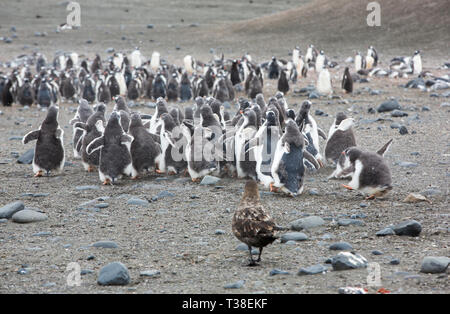 Un marrone Skua, Stercorarius antarcticus attaccando Gentoo Penguin Pygoscelis papua chick all'Elefante punto; Livingston isola; stretto di Bransfield; Sud Foto Stock