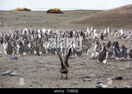 Un marrone Skua, Stercorarius antarcticus attaccando Gentoo Penguin Pygoscelis papua chick all'Elefante punto; Livingston isola; stretto di Bransfield; Sud Foto Stock