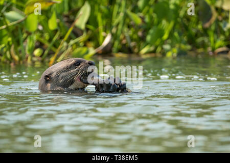 Giant Lontra di fiume mangiare pesce, Pteronura brasiliensis, Paraguay River, Pantanal, Brasile Foto Stock