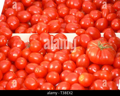 Appena raccolto i pomodori in cassa con un singolo pomodoro a base di carne Foto Stock