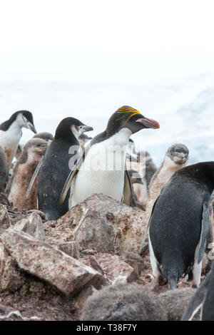 Pinguini Chinstrap, Pygoscelis antarcticus nesting a Hannah punto; con un pinguino maccheroni, Eudyptes chrysolophus, Walker Bay; Livingston isola; Sout Foto Stock