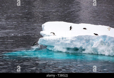 Adelie Penguin Pygoscelis adeliae sul mare di ghiaccio a Brown Bluff, Tabarin Peninsular, Mare di Weddell, Antartico. Foto Stock