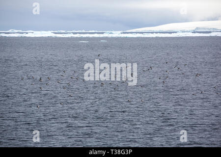 Cape Petrel, Daption capense vicino a Brown Bluff, Tabarin Peninsular, Mare di Weddell, Antartico. Foto Stock