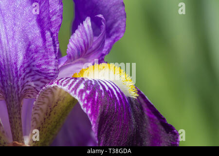 Iris germanica, Iris fiore sboccia Close Up Foto Stock