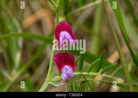 Lathyrus clymenum, Wild Spanish vetchling, fiore sboccia Close Up Foto Stock