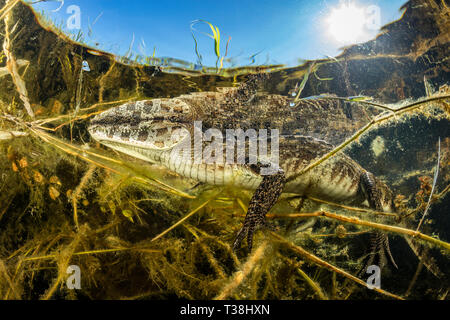 Caimano Spectacled, crocodilus caimano, Paraguay River, Pantanal, Brasile Foto Stock