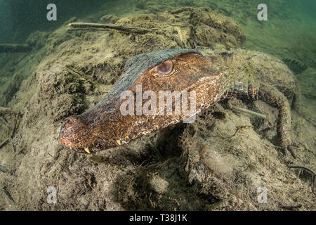 Cuviers Caimano nana, Paleosuchus palpebrosus, Formoso River, Bonito, Mato Grosso do Sul, Brasile Foto Stock