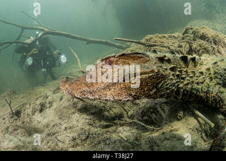 Cuviers Caimano nana, Paleosuchus palpebrosus, Formoso River, Bonito, Mato Grosso do Sul, Brasile Foto Stock