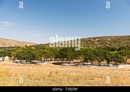 Alberi di mastice in campo di mastice a Isola di Chios Grecia. Foto Stock