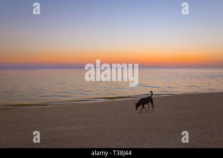 Rovistando un cane solitario in esecuzione solo su una spiaggia deserta, un tramonto tranquillo paesaggio Foto Stock