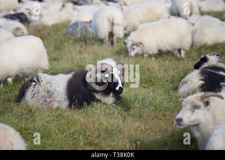 Carino grande bianco e nero sheeps ram nella mandria con lunghe corna ti guarda da vicino Foto Stock