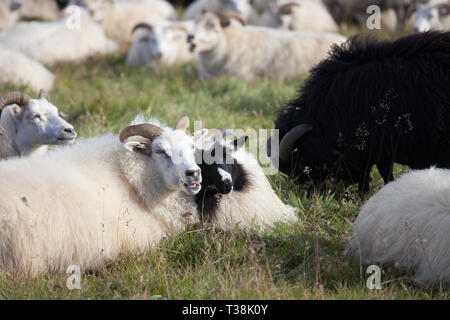 Carino grande bianco e nero sheeps ram nella mandria con lunghe corna ti guarda da vicino Foto Stock