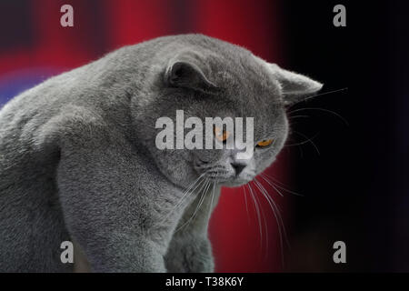 Fat Thai Korat gatto pelo grigio e gli occhi gialli. Foto Stock