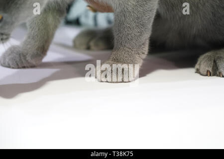 Close up Thai Korat Cat Claw, Pelliccia Grigia sul tavolo bianco. Foto Stock