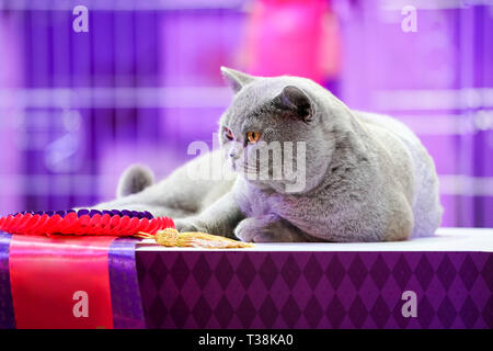 Fat Thai Korat gatto pelo grigio e gli occhi gialli, con vincitore etichetta di nastro. Foto Stock