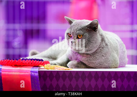 Fat Thai Korat gatto pelo grigio e gli occhi gialli, con vincitore etichetta di nastro. Foto Stock