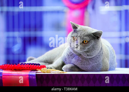 Fat Thai Korat gatto pelo grigio e gli occhi gialli, con vincitore etichetta di nastro. Foto Stock