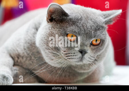 Fat Thai Korat gatto pelo grigio e gli occhi gialli, con vincitore etichetta di nastro. Foto Stock