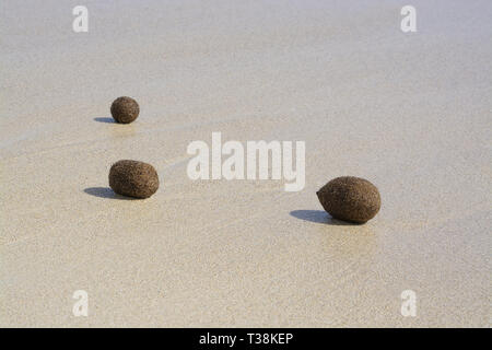 Sfere in fibra di piante fanerogame lavato fino sulla spiaggia sabbiosa di Mallorca, Spagna. Foto Stock