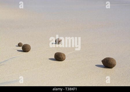 Sfere in fibra di piante fanerogame lavato fino sulla spiaggia sabbiosa di Mallorca, Spagna. Foto Stock