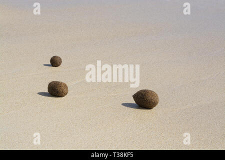 Sfere in fibra di piante fanerogame lavato fino sulla spiaggia sabbiosa di Mallorca, Spagna. Foto Stock