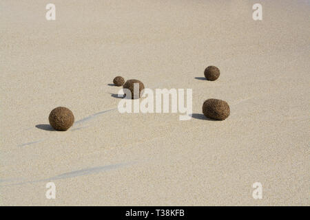 Sfere in fibra di piante fanerogame lavato fino sulla spiaggia sabbiosa di Mallorca, Spagna. Foto Stock