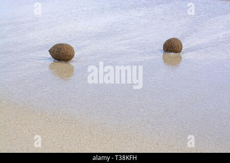 Sfere in fibra di piante fanerogame lavato fino sulla spiaggia sabbiosa di Mallorca, Spagna. Foto Stock