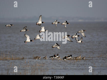 Gregge di Eurasia, Oystercatcher Haematopus ostralegus in volo su acqua, Morecambe Bay, Lancashire, Regno Unito Foto Stock