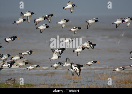 Gregge di Eurasia, Oystercatcher Haematopus ostralegus in volo su acqua, Morecambe Bay, Lancashire, Regno Unito Foto Stock