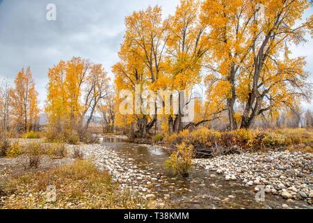 Pioppi neri americani alberi accanto a un piccolo fiume in piena i colori dell'autunno Foto Stock