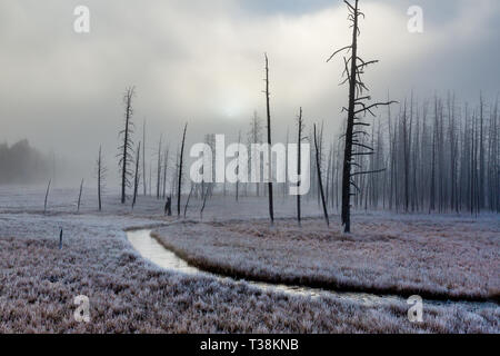 Il gelo e la mattina presto la nebbia e gli alberi morti offre un atmosfera invernale di aggrovigliarsi creek Foto Stock