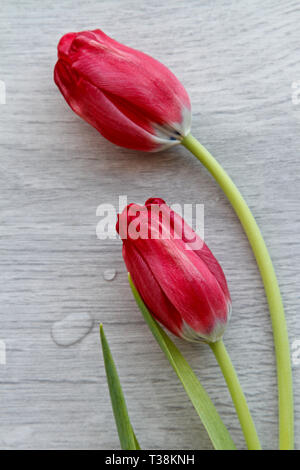 Due tulipani rossi nella disposizione su una scheda di colore grigio Foto Stock