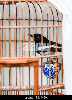 Canzone uccello in una gabbia a Yuen Po Street Bird Garden di Mong Kok, Hong Kong Foto Stock