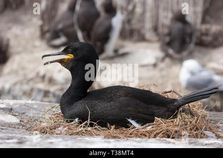 Il marangone dal ciuffo, Phalacrocorax aristotelis, singolo adulto seduto sul nido. Presa di luglio. Isole farne, Northumberland, Regno Unito. Foto Stock